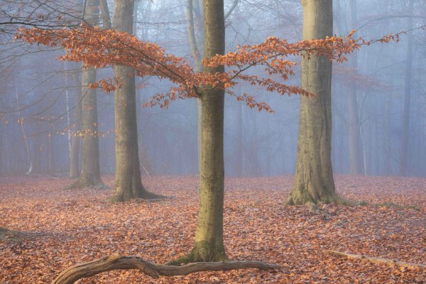 054 - Klik-klak Zaventem - Katia Van Buyten - Magie in het bos